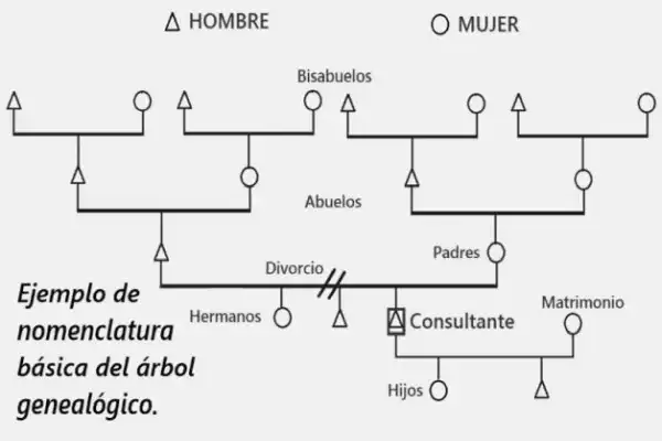 Estudio del árbol familiar transgeneracional